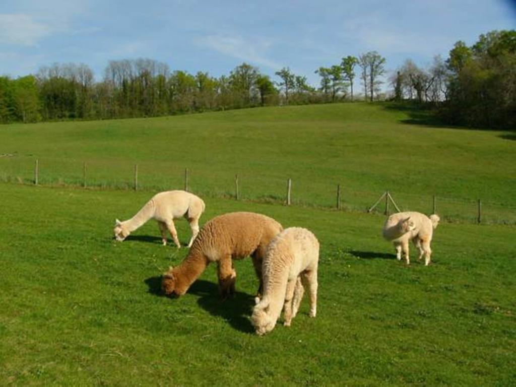 Farmstay Alpagaterie Juillac (Correze) Bagian luar foto