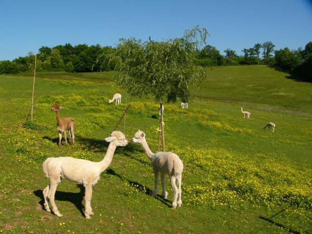 Farmstay Alpagaterie Juillac (Correze) Bagian luar foto