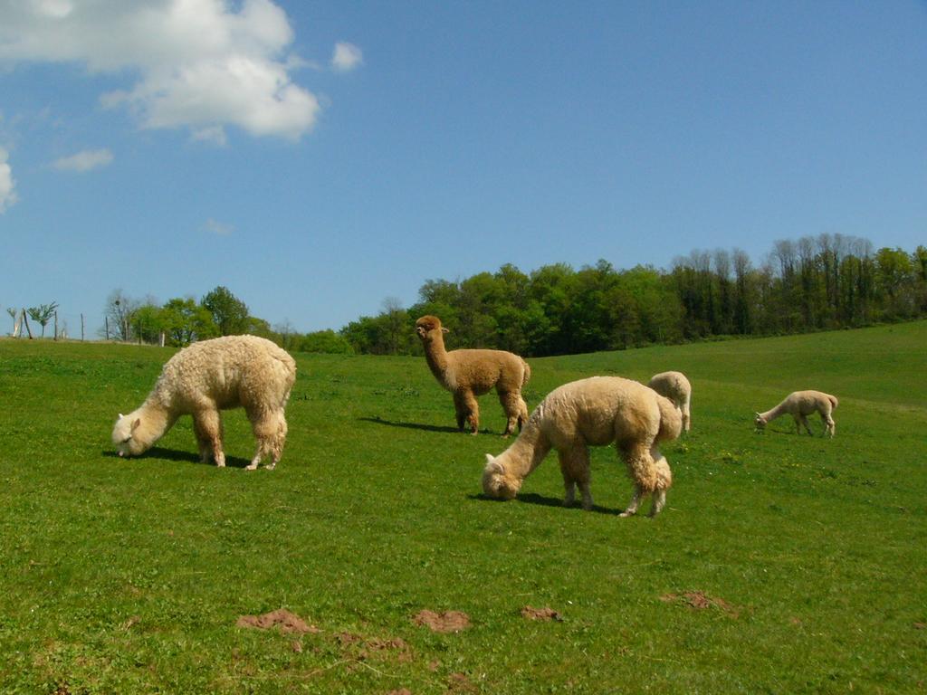 Farmstay Alpagaterie Juillac (Correze) Bagian luar foto