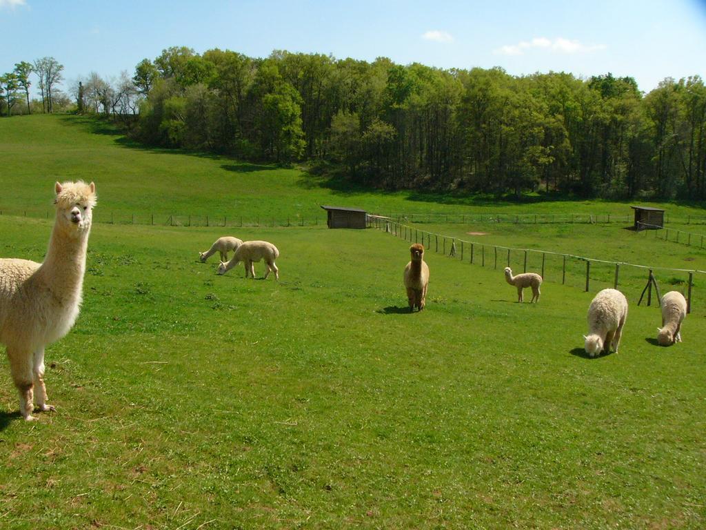 Farmstay Alpagaterie Juillac (Correze) Bagian luar foto